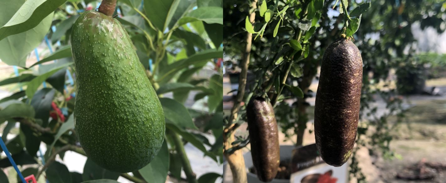 T-Tech's Farmについて<