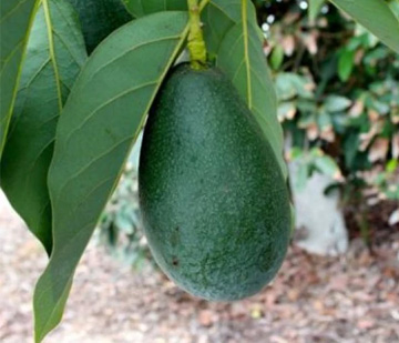 栽培中のアボカド　ベーコン