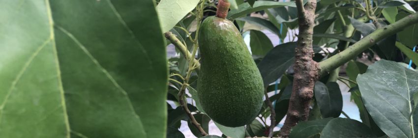 アボカドの魅力をもっと知ってほしい