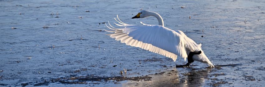 寒暖差が美味しさの決め手