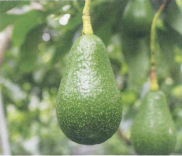 栽培中のアボカド　エドラノール