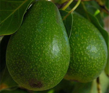 栽培中のアボカド　フェルテ