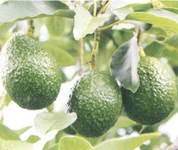 栽培中のアボカド　グリーンゴールド