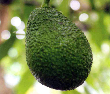 栽培中のアボカド　ハス