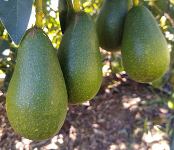 栽培中のアボカド　ジャンボイス