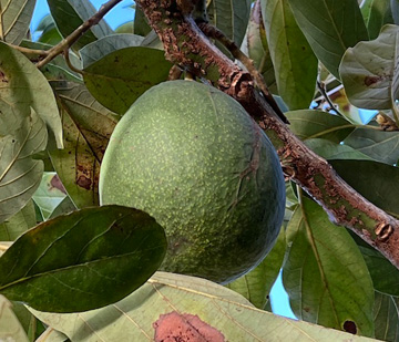 栽培中のアボカド　マラマ