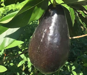 栽培中のアボカド　メキシコーラグランデ