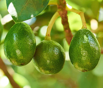 栽培中のアボカド　スチュワート