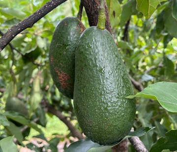 栽培中のアボカド　ウィンターメキシカン