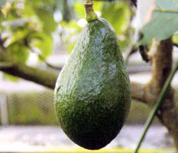 栽培中のアボカド　ヤマガタ