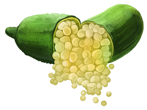 フィンガーライムの栽培・販売