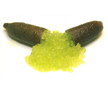 栽培中のフィンガーライム　アルストンビル