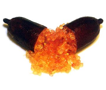 栽培中のフィンガーライム　レッドシャンパン