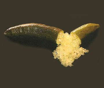 栽培中のフィンガーライム　チョコレートレモネット