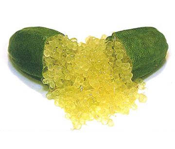 栽培中のフィンガーライム　フレバリーグリーン