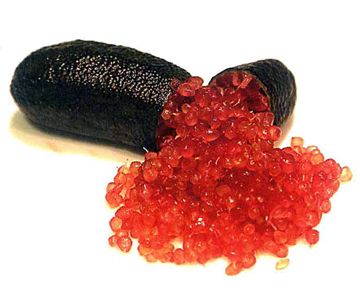 栽培中のフィンガーライム　ジャリレッド