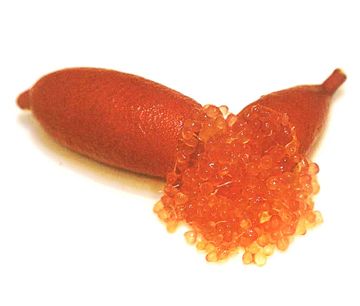 栽培中のフィンガーライム　リトルビューティー