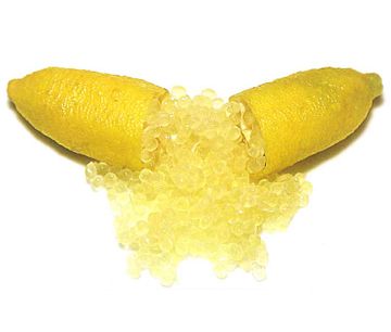 栽培中のフィンガーライム　ニューイエロー