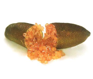 栽培中のフィンガーライム　ピンクアイス